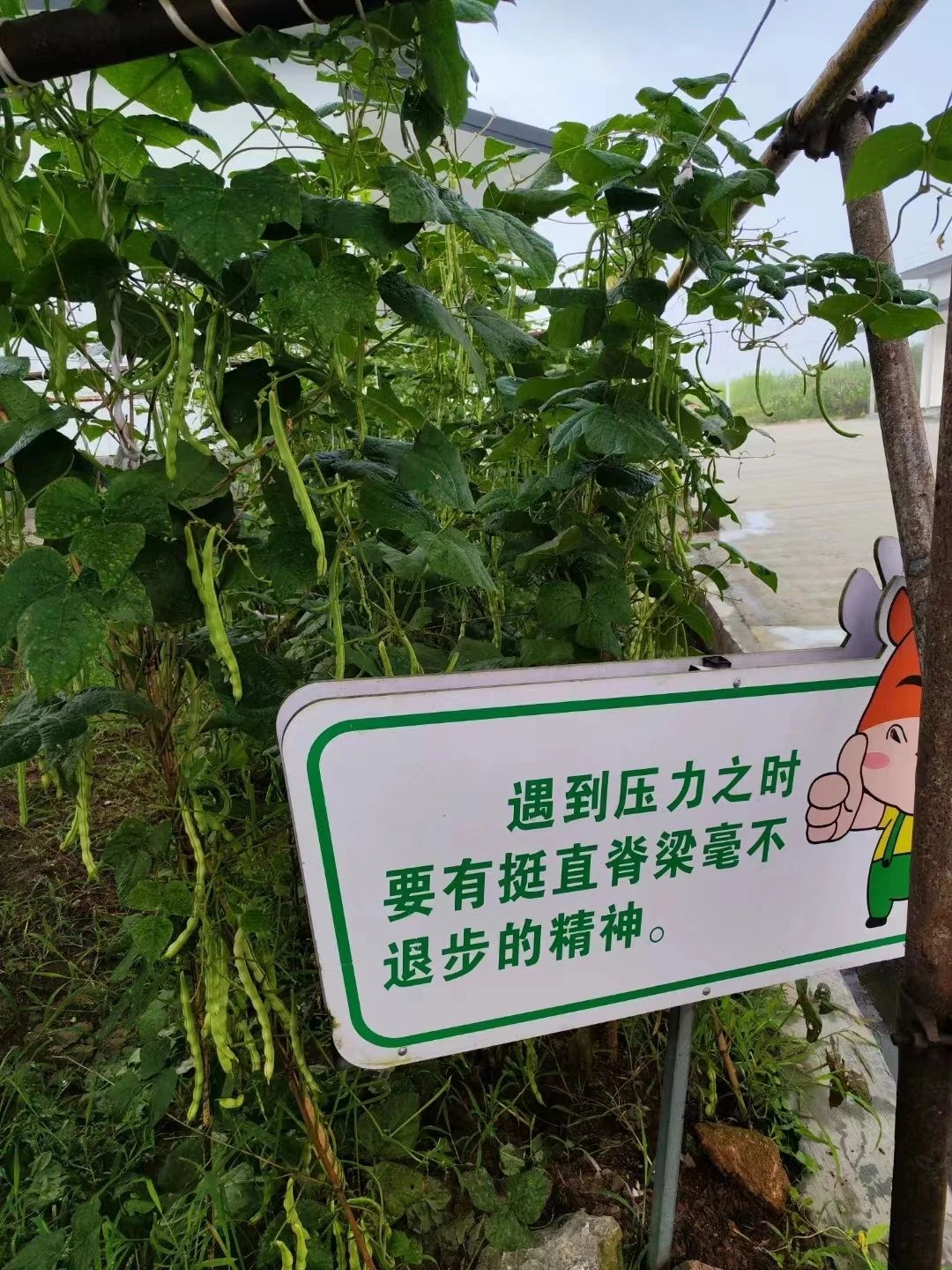 1698029169702332.jpg 1698029169702332.jpg